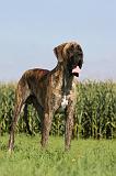DOGUE ALLEMAND 314
